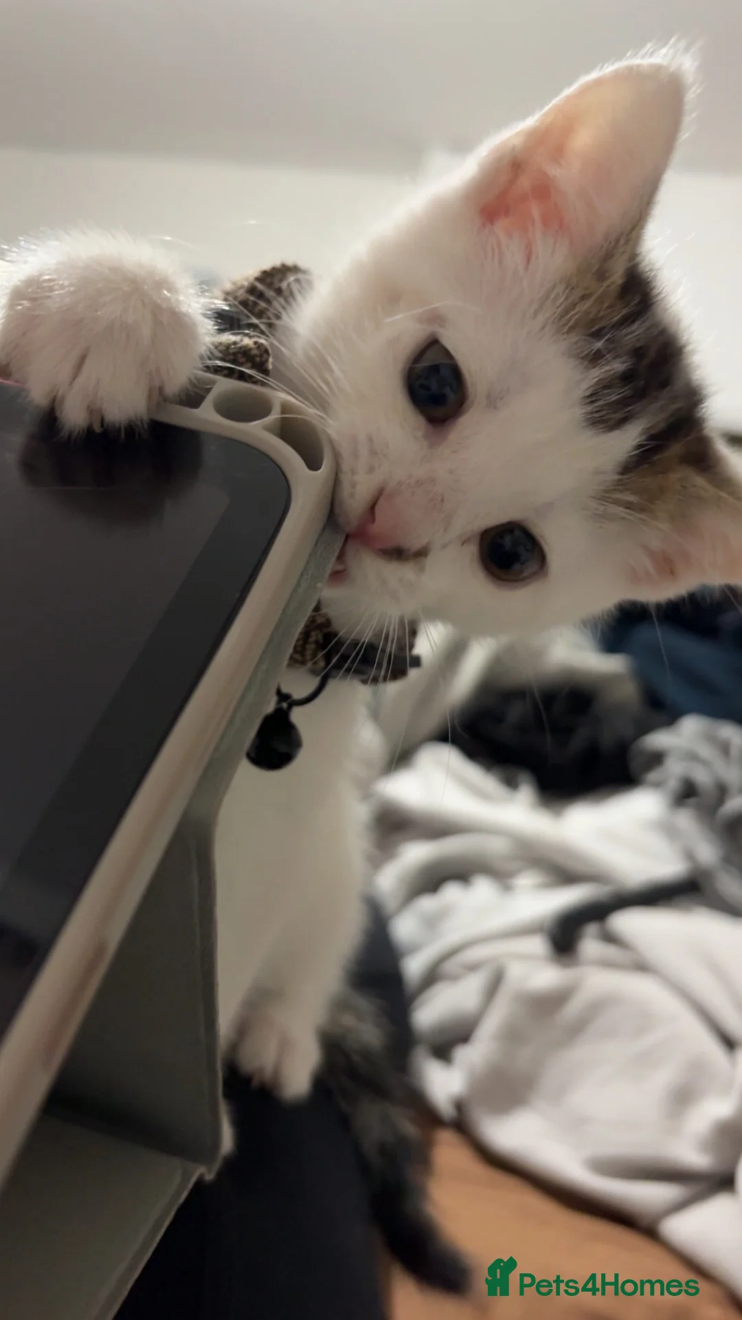 Mixed Breed cats for sale: Gaston - Advert 2