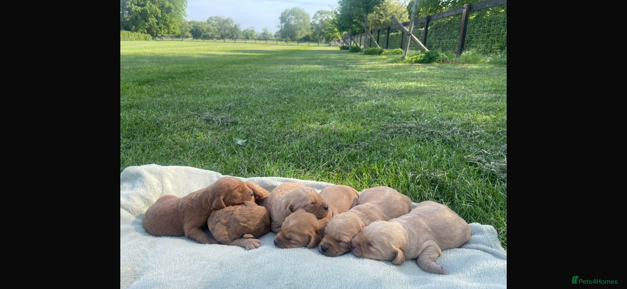 Labradoodle dogs F1 Miniature Labradoodle puppies  - Advert 2