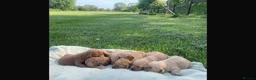 Labradoodle dogs for sale: F1 Miniature Labradoodle puppies  - Advert 2