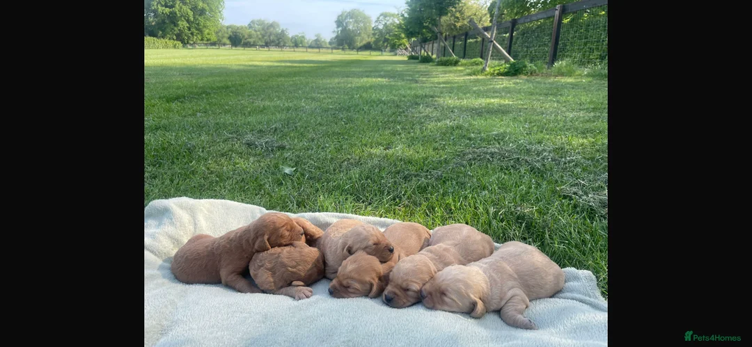 Labradoodle dogs for sale: F1 Miniature Labradoodle puppies  - Advert 2
