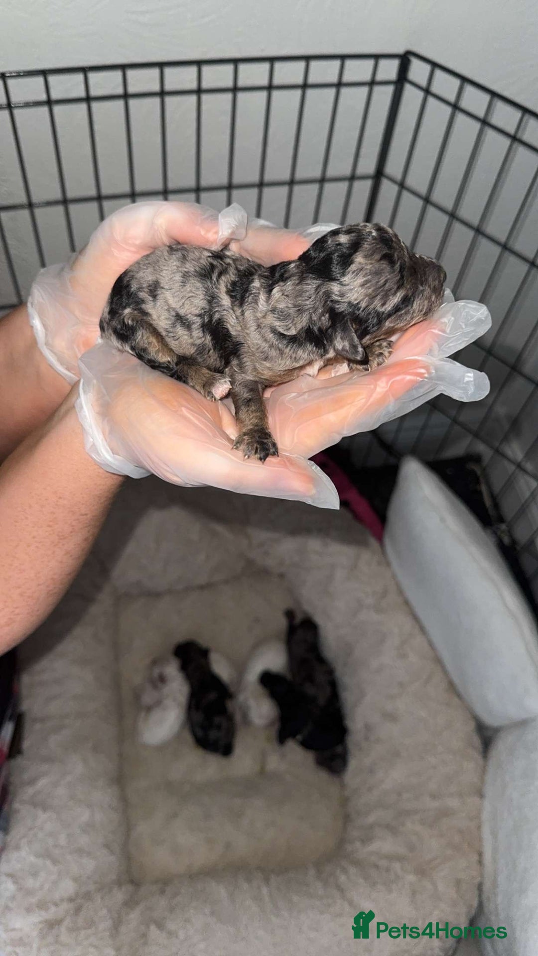 Mixed Breed dogs for sale: Cavapoochon X cockapoo puppies - Image 4