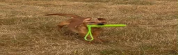 Labrador Retriever dogs for sale: KC Labrador Female in Alfreton - Advert 9