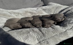Whippet dogs for sale: Solid Blue KC Whippet Puppies - Image 8