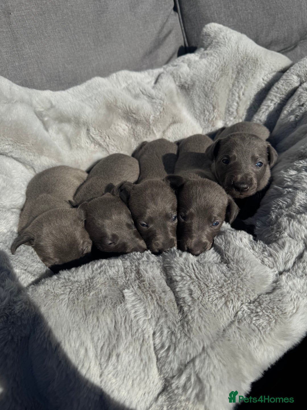 Whippet dogs for sale: Solid Blue KC Whippet Puppies - Image 8