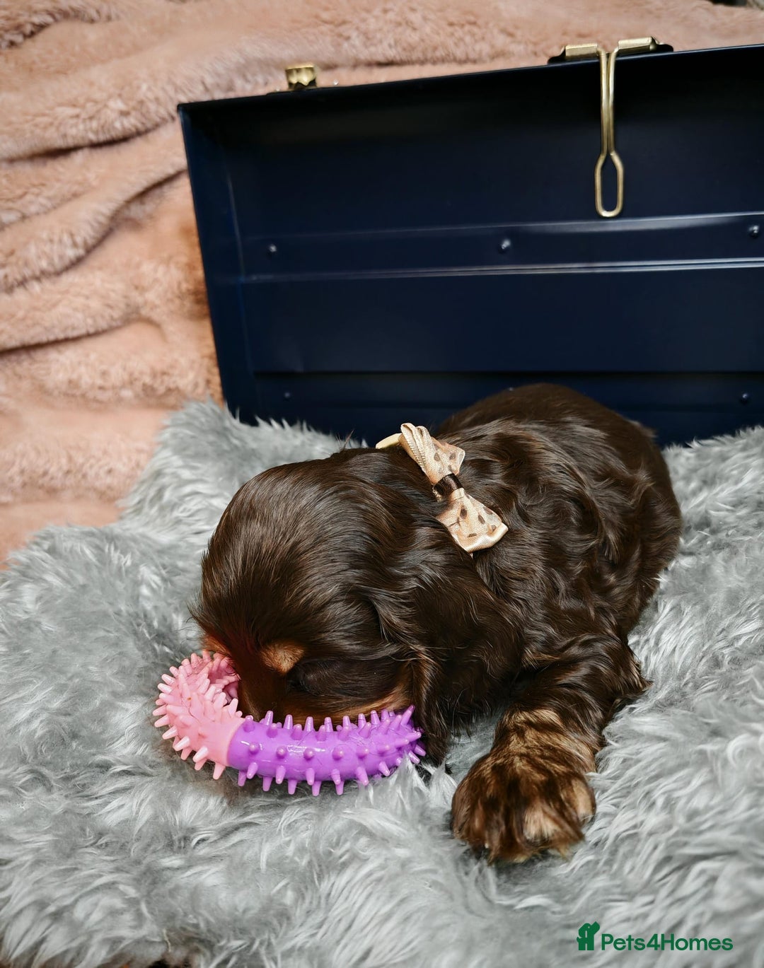 Cocker Spaniel dogs for sale: STUNNING LITTER OF KC SHOW COCKER SPANIEL PUPS!  - Image 27