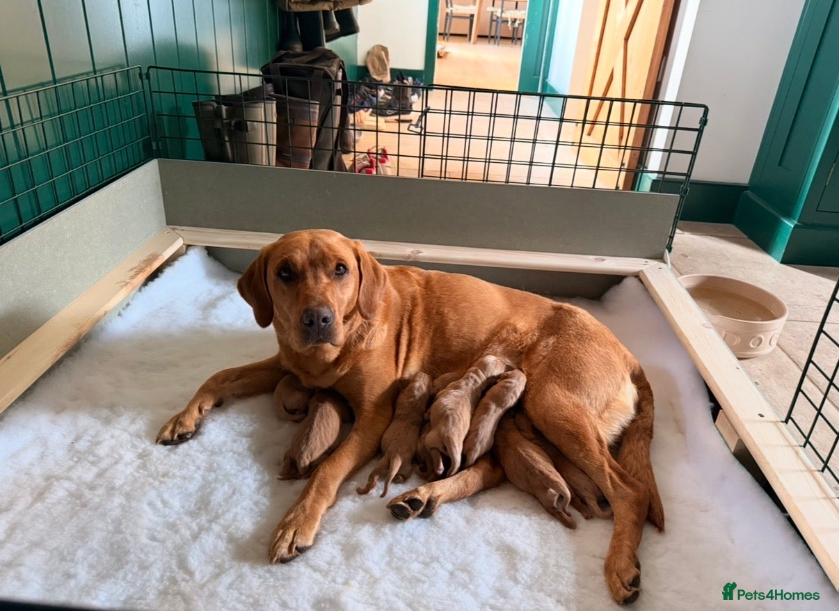 Labrador Retriever dogs for sale: KC Registered Labrador Puppies   in Andover - Advert 1