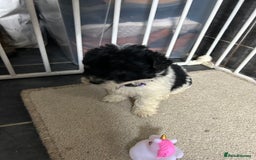 Jackapoo dogs for sale: 5 jackapoo puppies  - Image 13