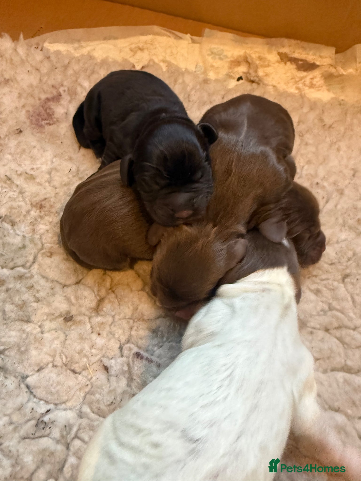 Cocker Spaniel dogs Cocker spaniels for sale  - Advert 1