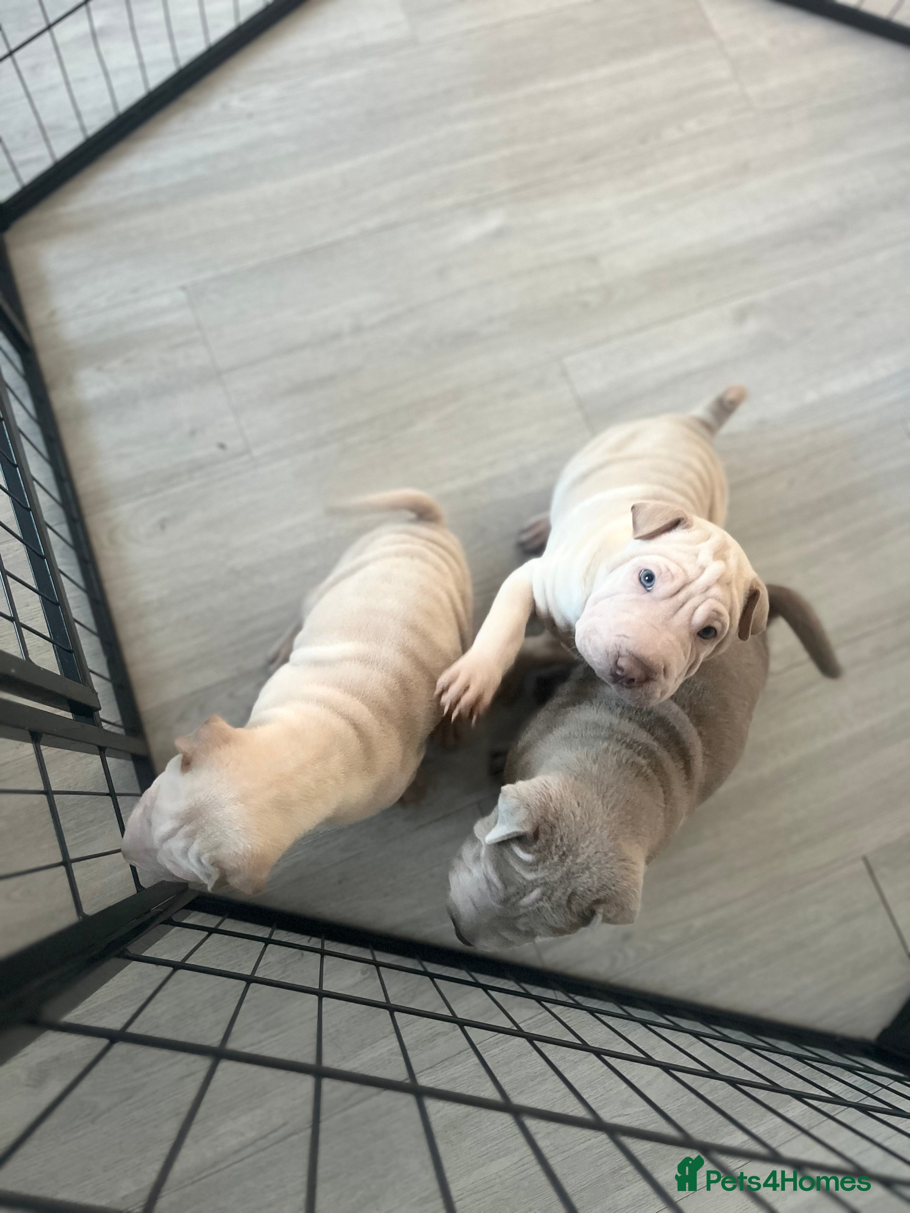 Shar Pei dogs Shar-pei Puppies - Advert 9