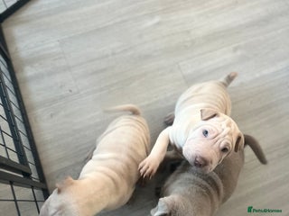 Shar Pei dogs Shar-pei Puppies - Advert 9