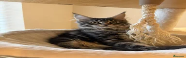 Maine Coon 1 boy