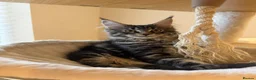 Maine Coon cats for sale: READY NOW last boy beautiful Maine Coon kittens - Advert 2