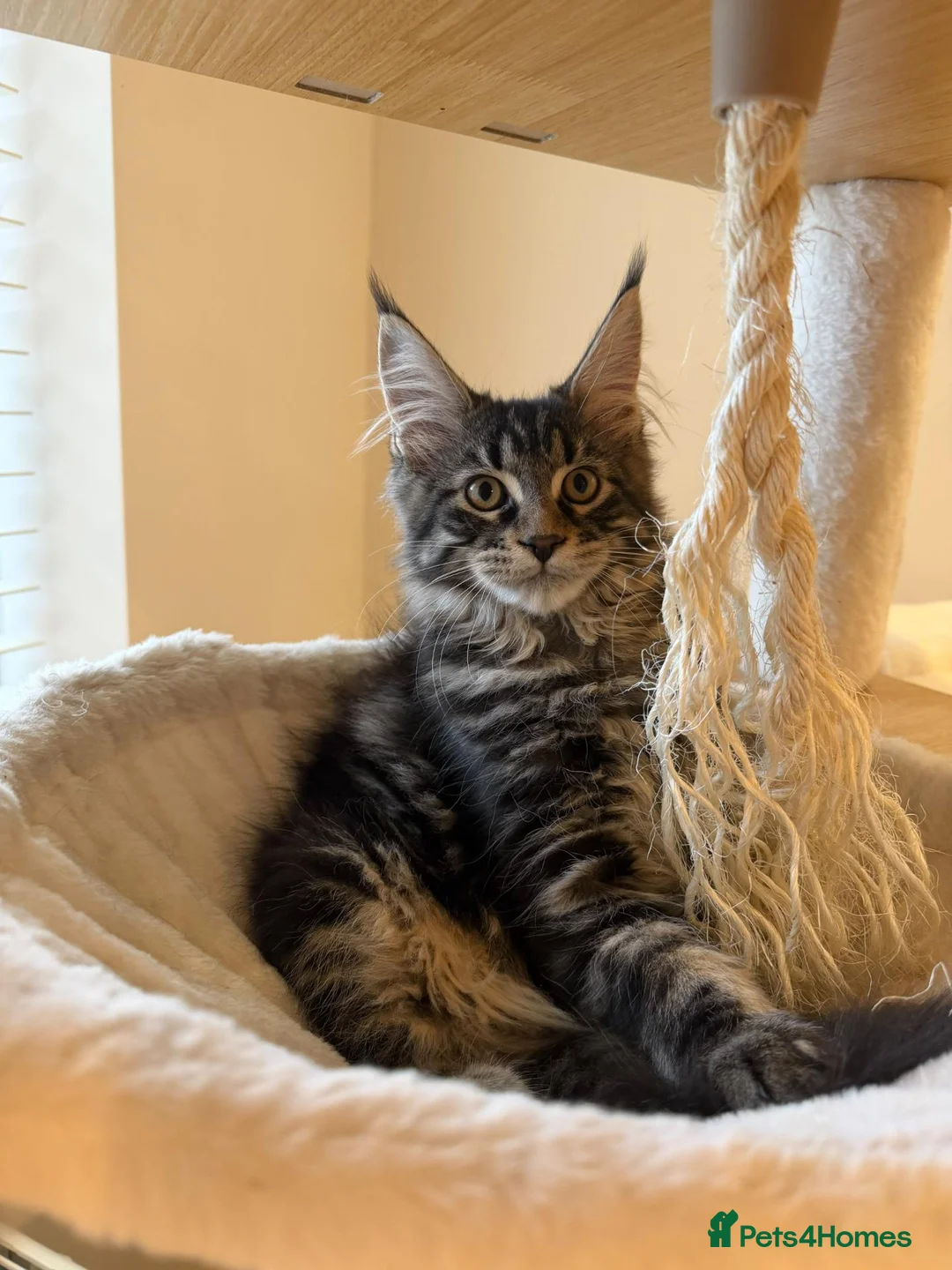 Maine Coon cats for sale: READY NOW last boy beautiful Maine Coon kittens - Advert 2