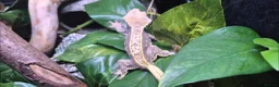 Gecko reptiles for sale: Beautiful Female Crested Gecko with full set up 🌿 - Advert 4