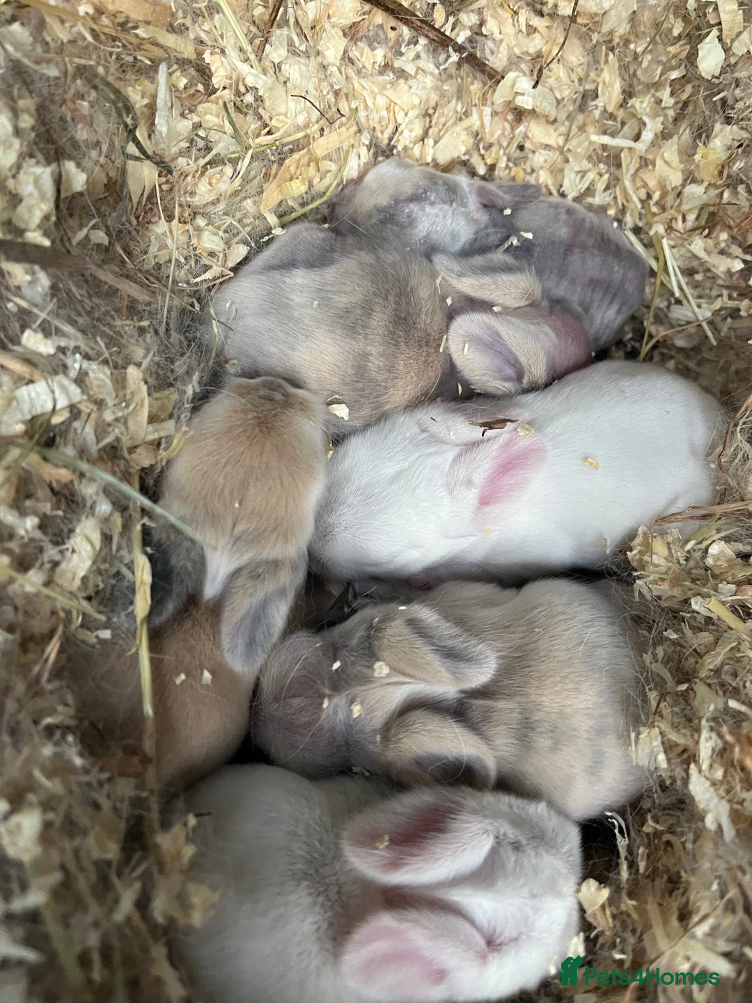 Lionhead rabbits for sale: Lionhead bunnies  - Image 24