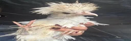 Chickens poultry for sale: Two polish fritz and two silkies for sale  in Bridgend - Advert 2