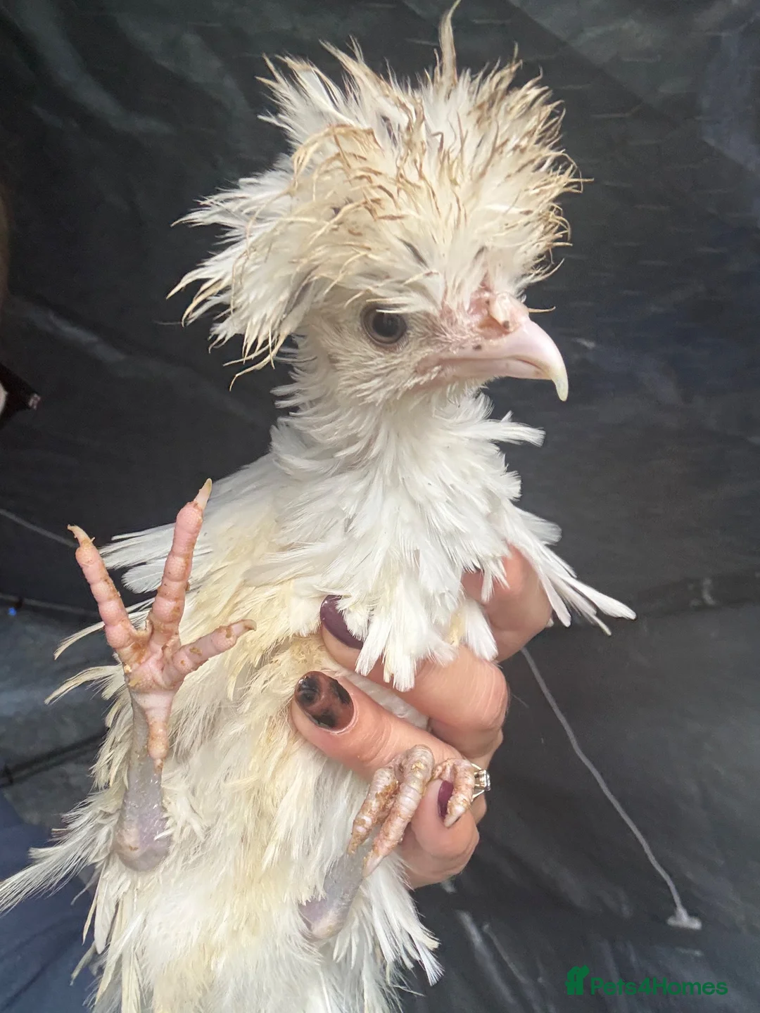 Chickens poultry for sale: Two polish fritz and two silkies for sale  in Bridgend - Advert 2