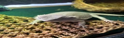 Bearded Dragon reptiles for sale: Zero Morph (RARE) Bearded Dragon in Ossett - Advert 4