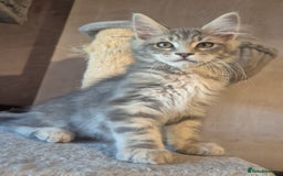 Maine Coon cats for sale: Beautiful Maine Coon kittens  - Image 1