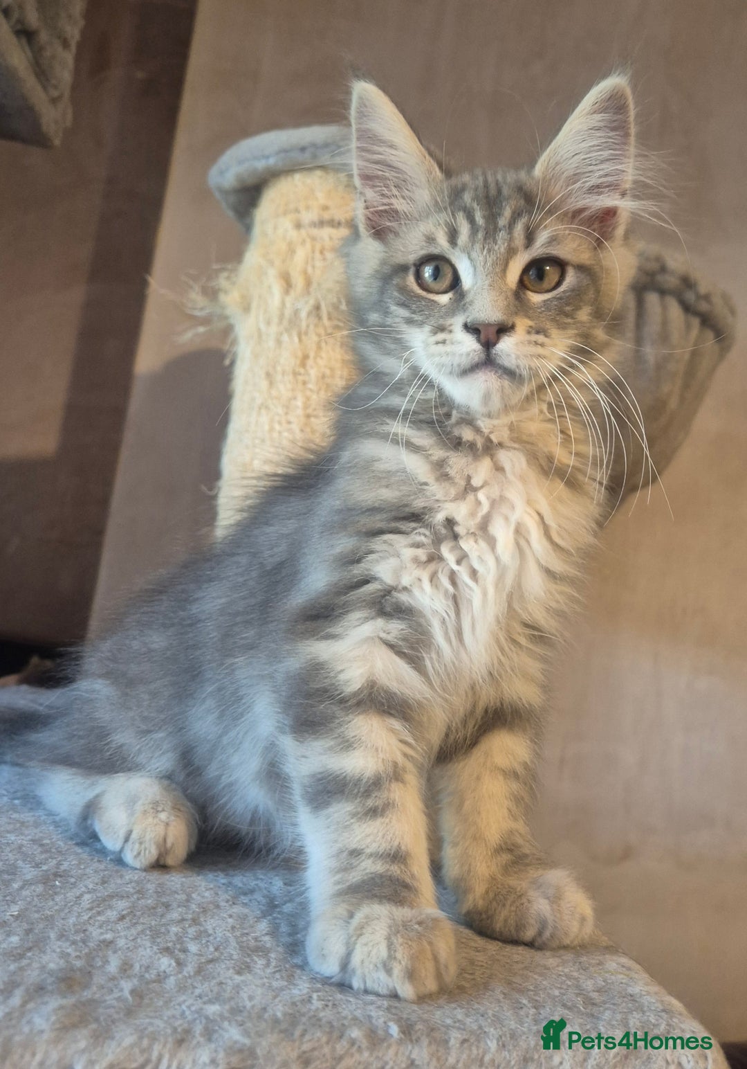Maine Coon cats for sale: Beautiful Maine Coon kittens  - Image 1