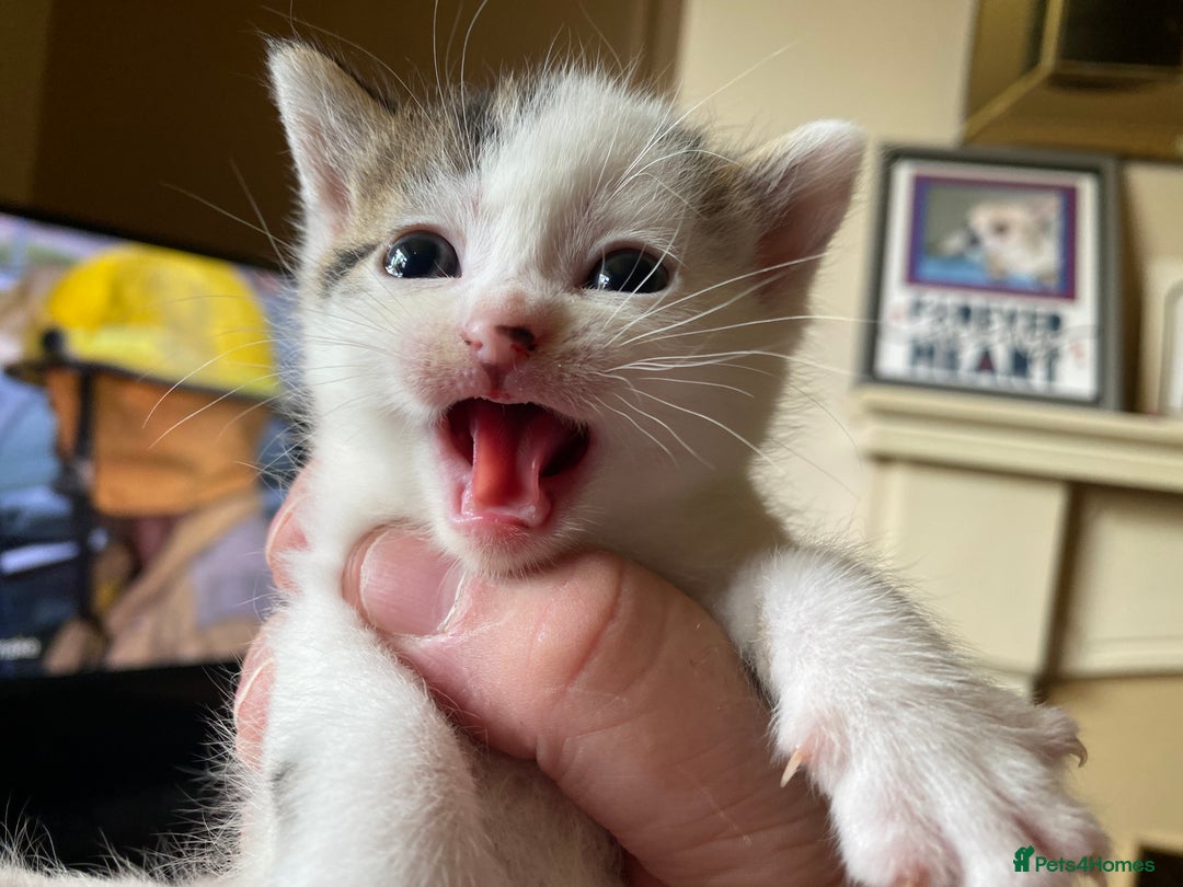 British Shorthair cats for sale: Mabel’s beautiful babies  - Image 14