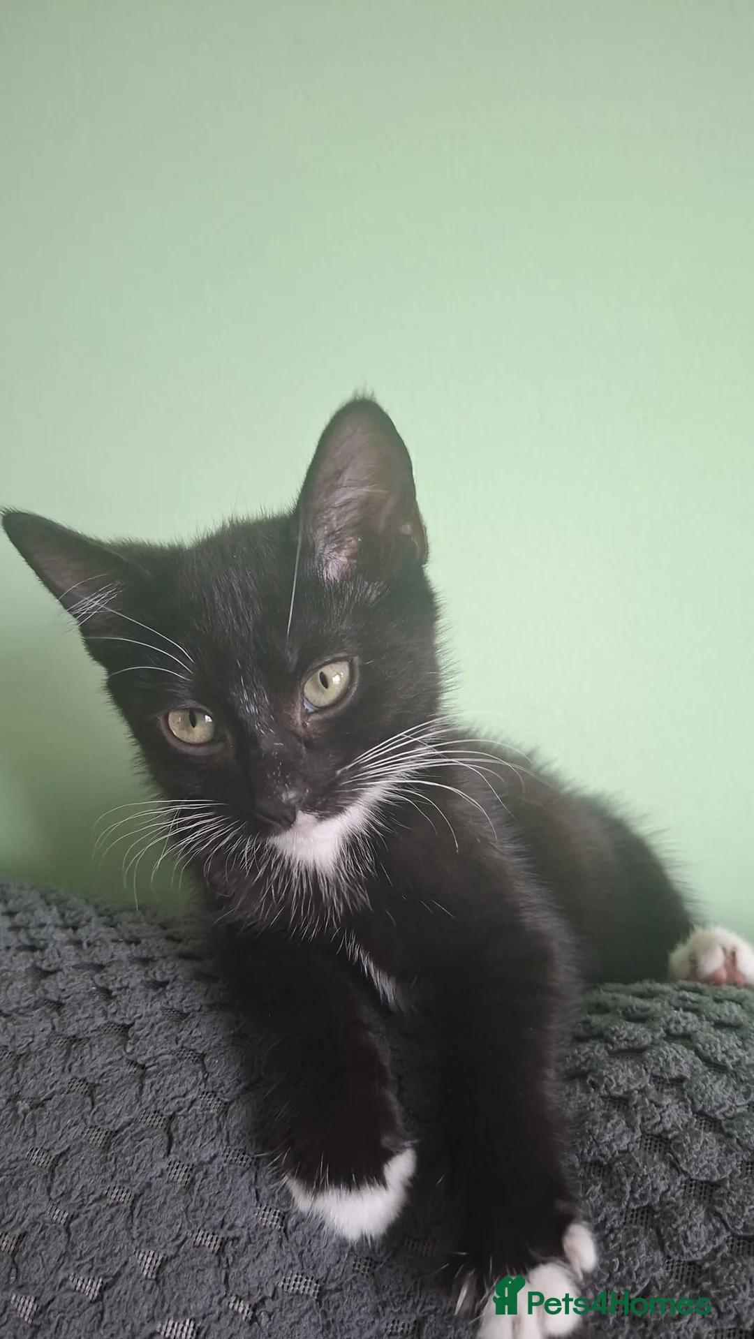 Mixed Breed cats for sale: Female kitten in Grantham - Advert 2