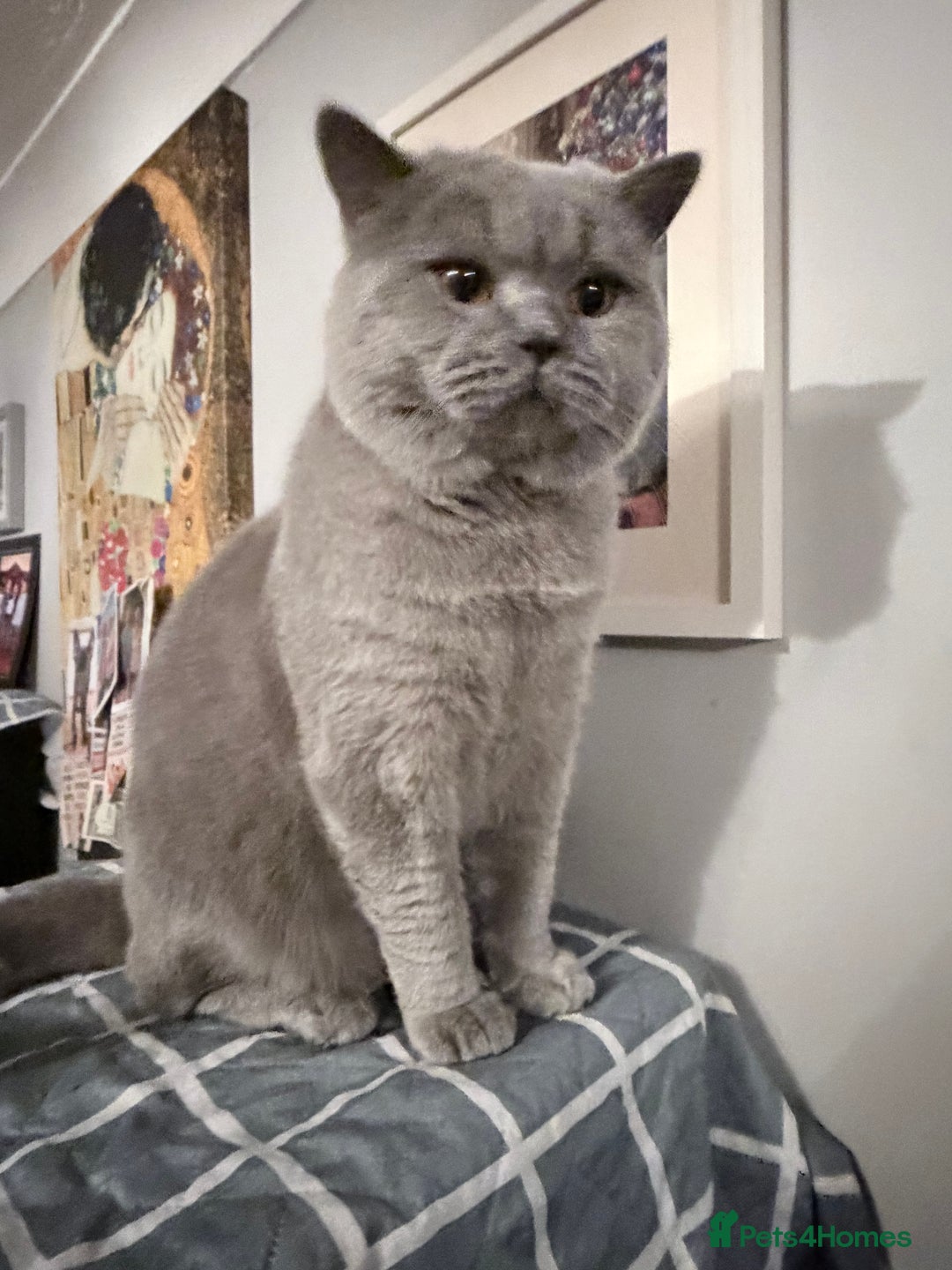 British Shorthair cats for stud: British Shorthair Gentleman Looking for aLady  - Advert 3