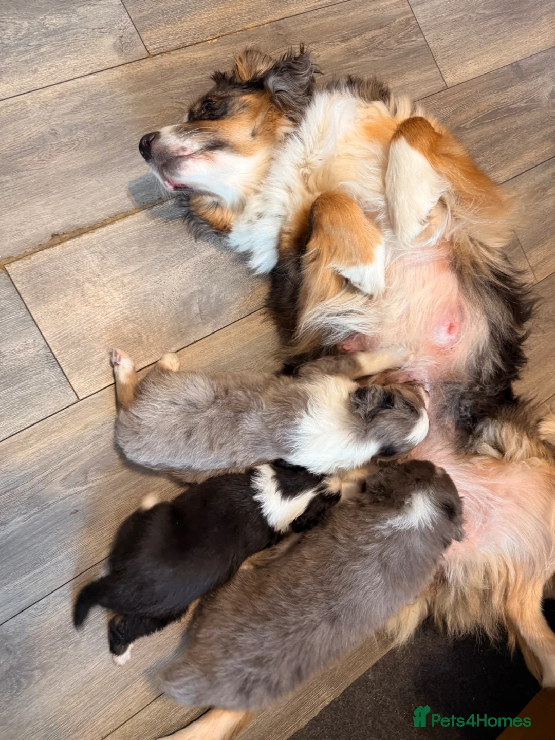 Australian Shepherd dogs for sale: 3 Blue Merle Black tri Aussie Puppies - Advert 11