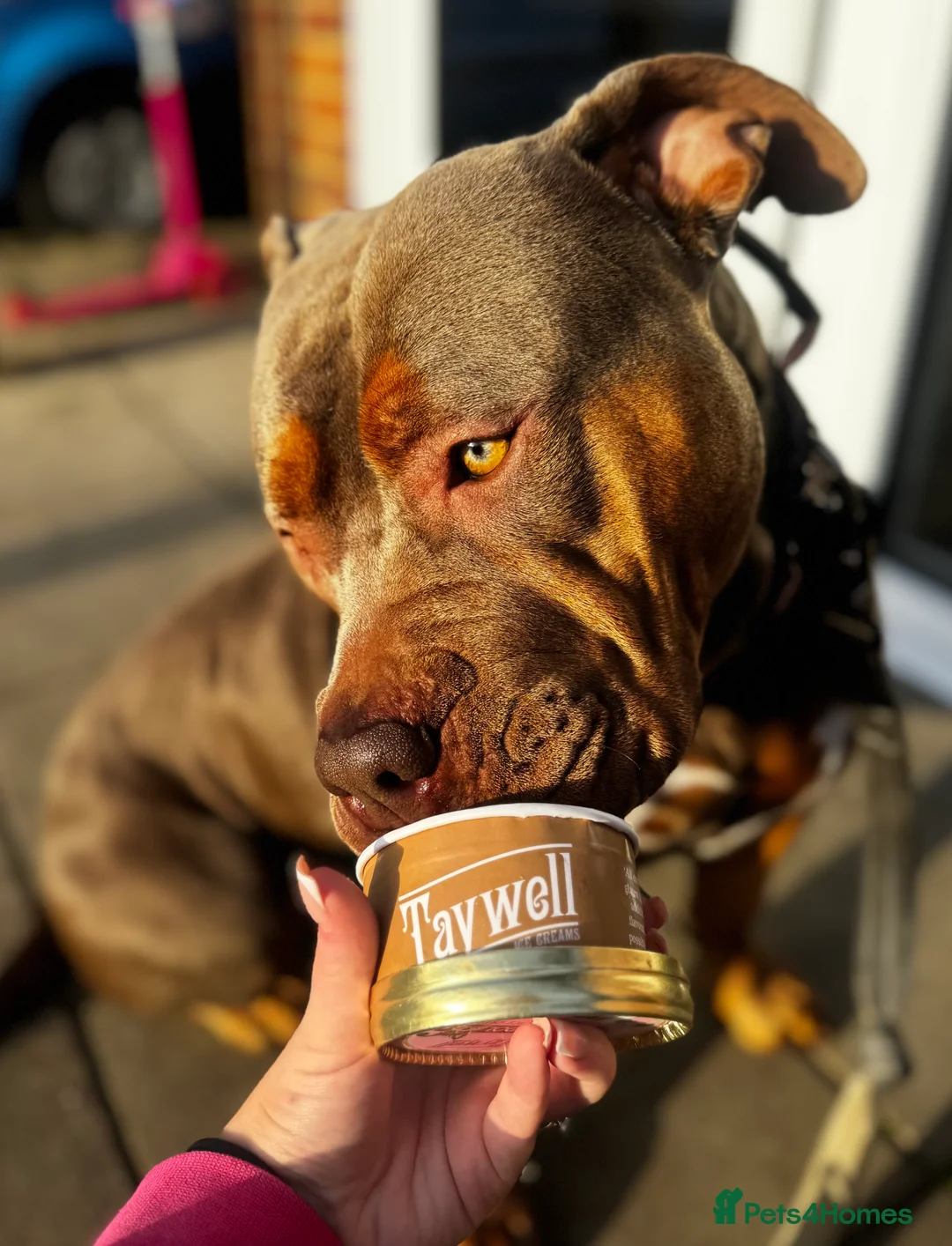 American Bully dogs for sale: Lilo the standard (but large) bully - Advert 1