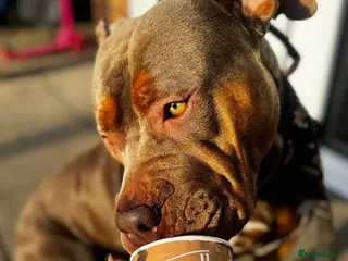 American Bully dogs Lilo the standard (but large) bully - Advert 11