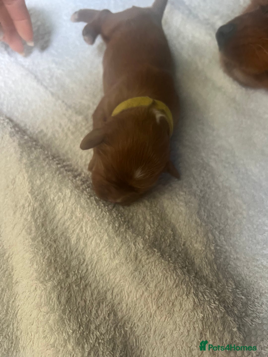 Cavalier King Charles Spaniel dogs for sale: 6 Ruby Puppies!! - Image 11