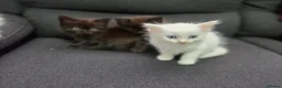 Mixed Breed cats for sale: Maine Coon x Ragdoll Kittens - Advert 11