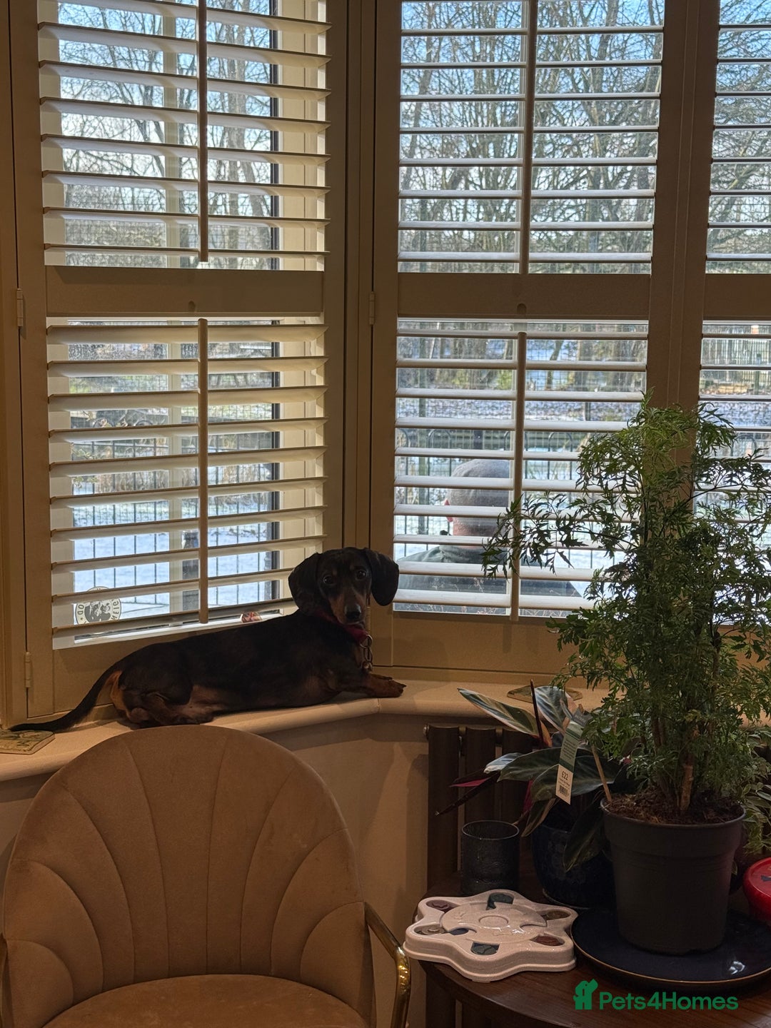 Mixed Breed dogs for sale: Doxiepoo puppies  - Advert 7