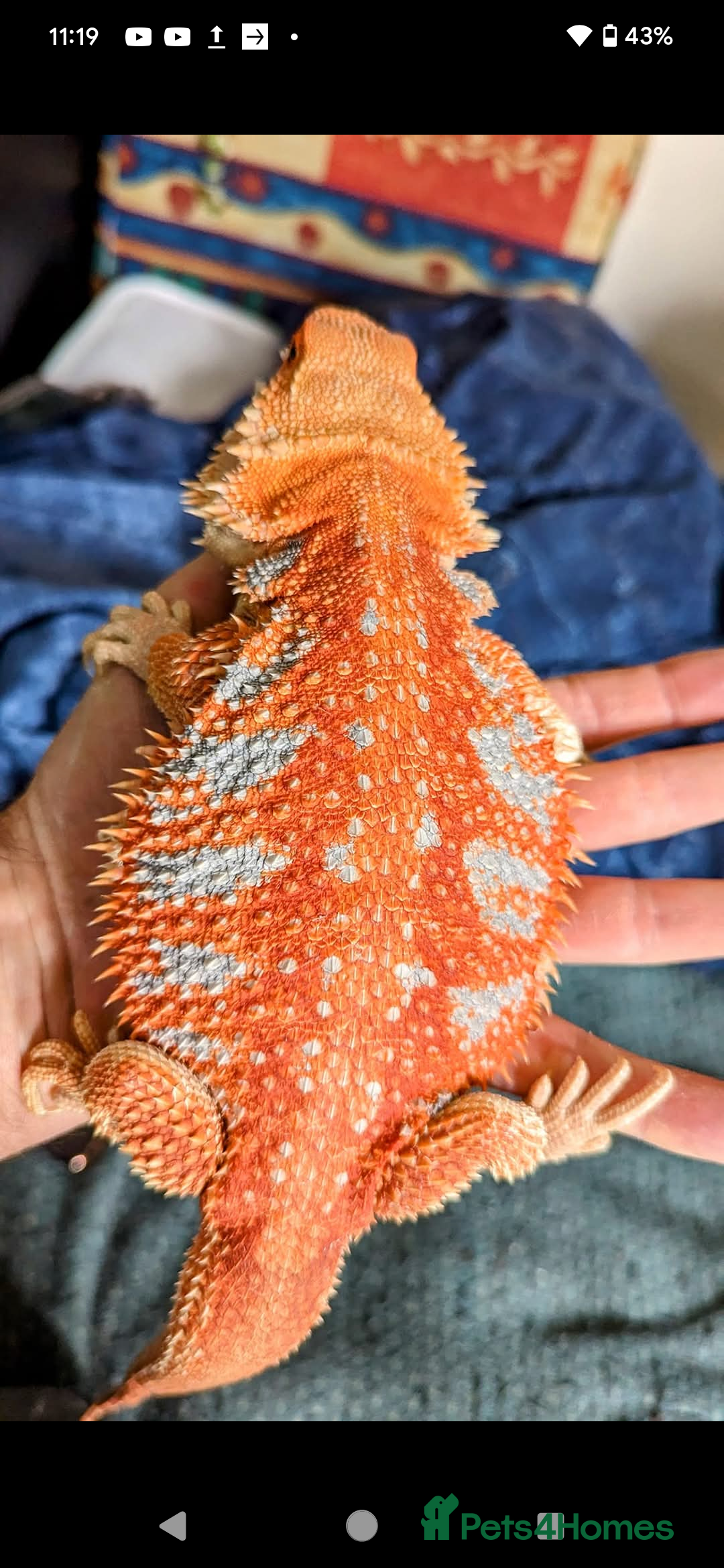 Bearded Dragon reptiles for sale: Extreme Red Blue Bar Tiger & Half Monster - Image 1