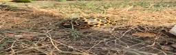 Tortoise reptiles for sale: Indian star tortoise  - Advert 4