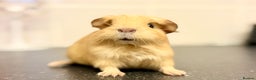 Guinea Pig rodents for sale: Single adult male and 2 female babies  - Advert 5