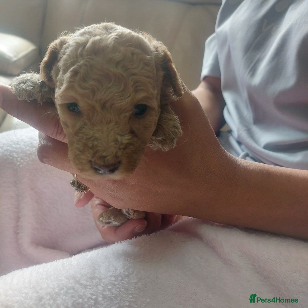Miniature Poodle dogs for sale: MINIATURE POODLES - Image 2