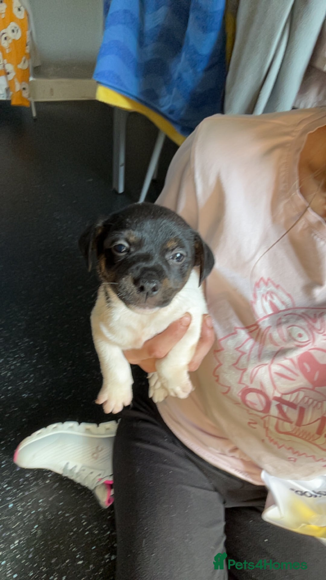 Jack Russell dogs for sale: Jack Russell  - Image 8