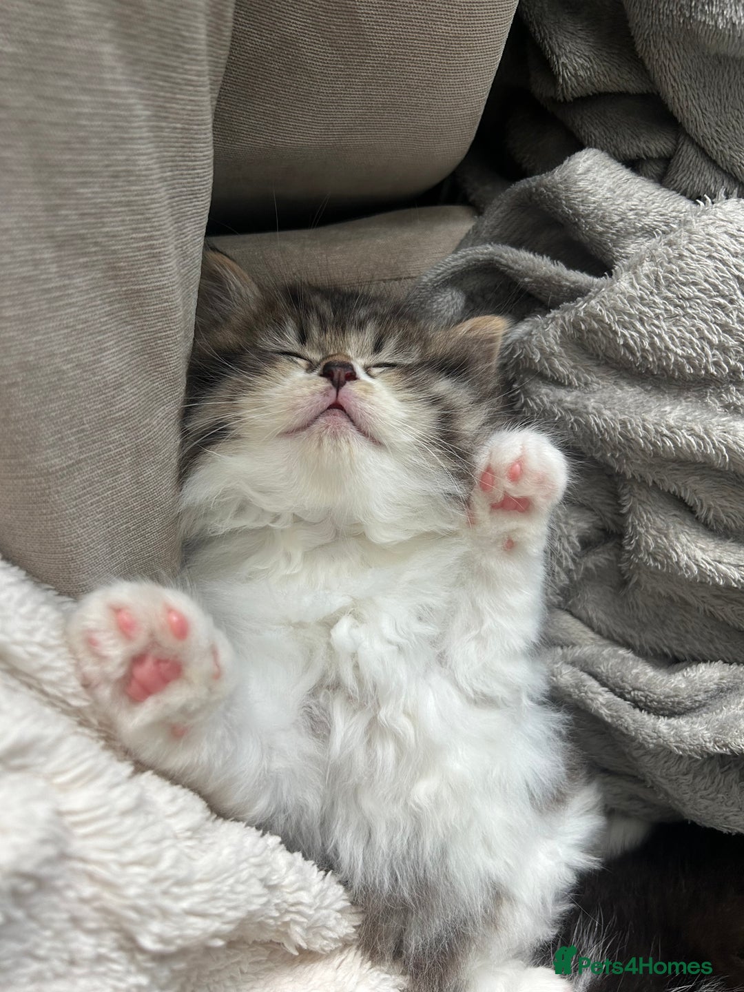 Persian cats for sale: Persian Kittens Looking for Loving Homes - Advert 4