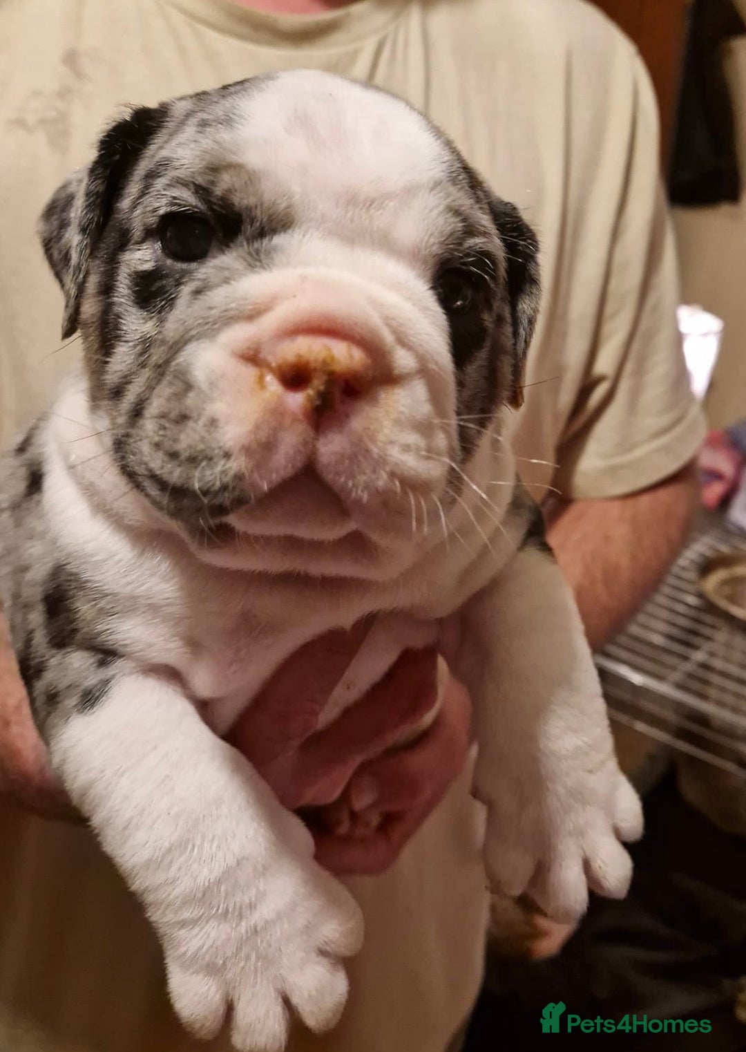 Olde English Bulldogge dogs for sale: Old English bulldog puppies GENERATIONAL - Advert 10
