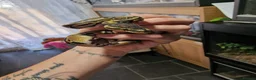 Python Snake reptiles for sale: Baby royal pythons  - Advert 2