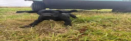 Mixed Breed dogs for sale: BITCH NOW AVAILABLE! GWP X Labrador puppies - Advert 11
