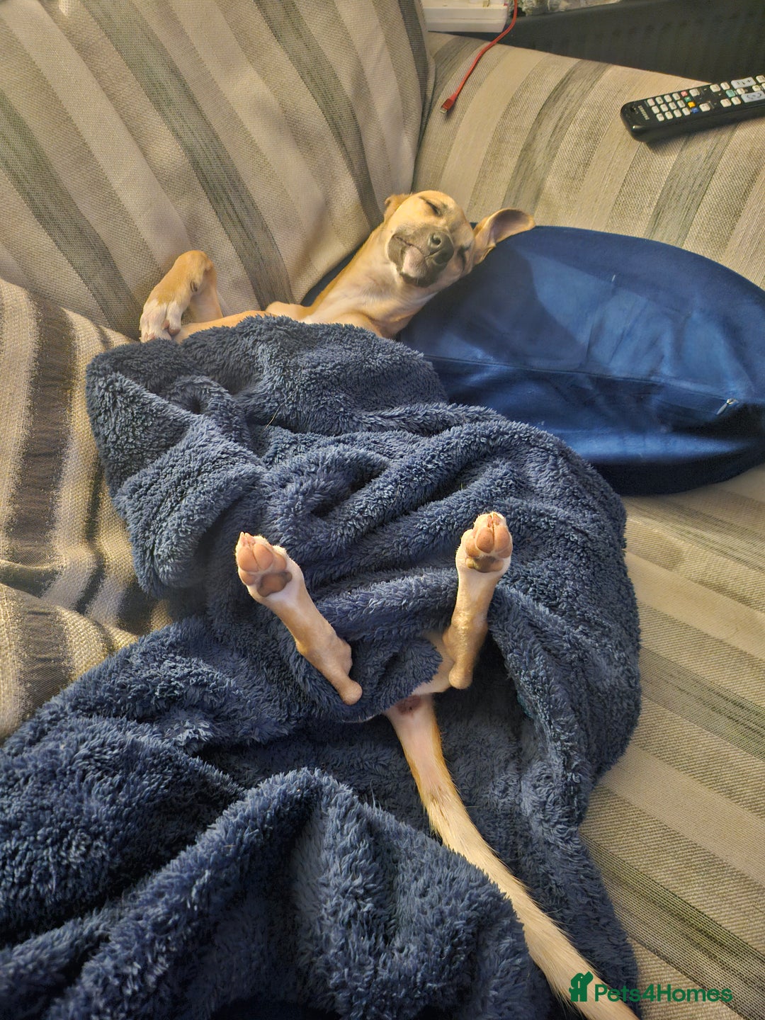 Whippet dogs for sale: Beautiful female whippet  - Advert 6