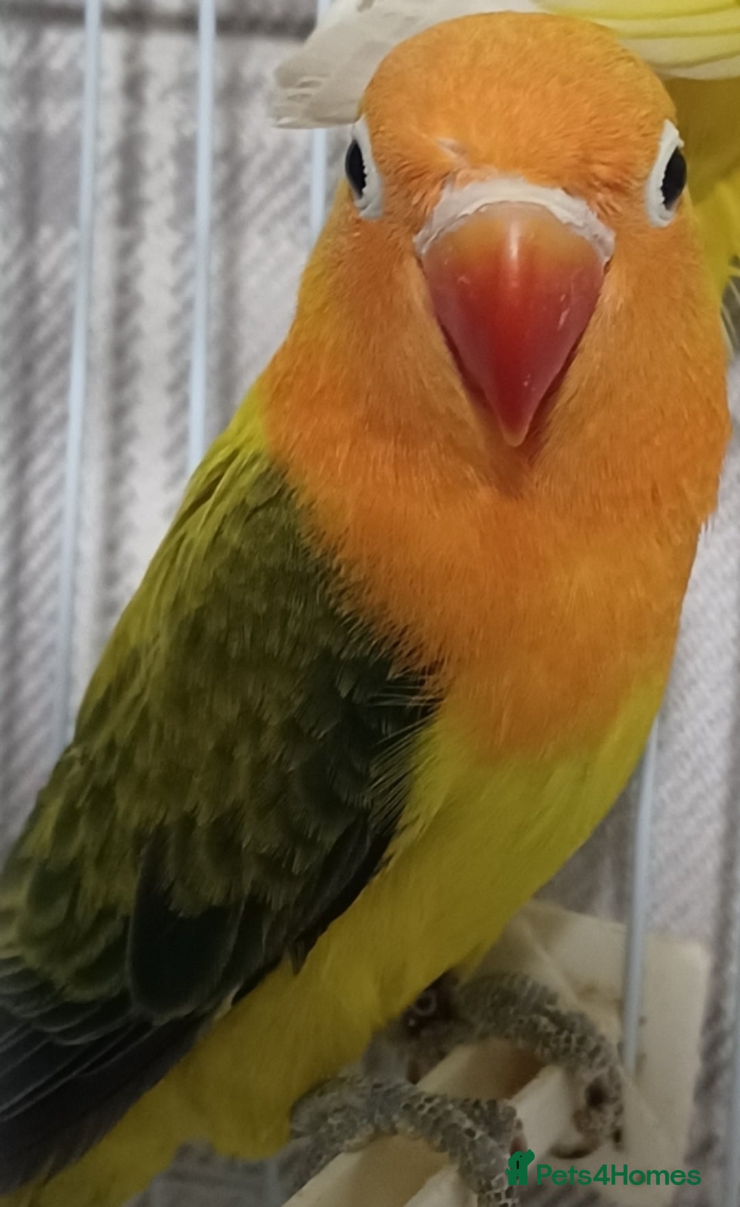 Lovebirds birds for sale: EWING OPLINE YELLOW FACTOR LOVEBIRDS  - Advert 2