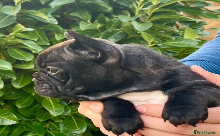 French Bulldog dogs - Advert 1