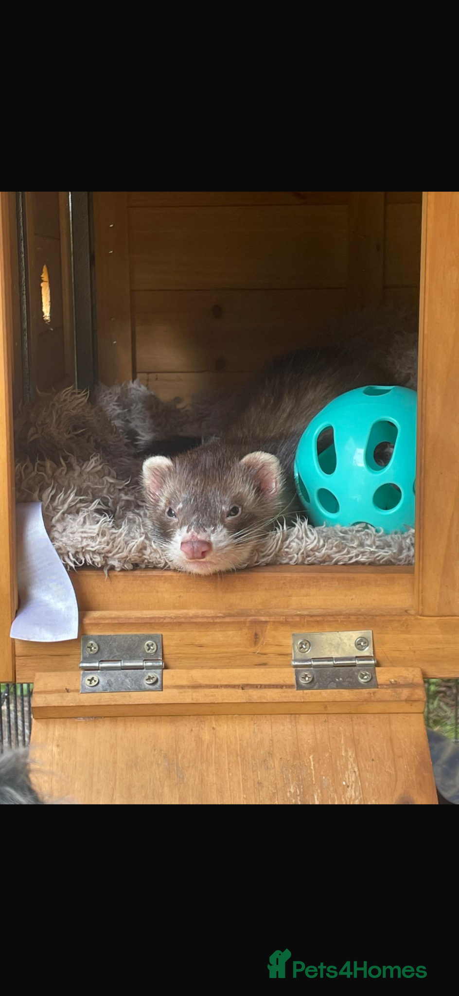 Ferret rodents Hob free to good home - Advert 9