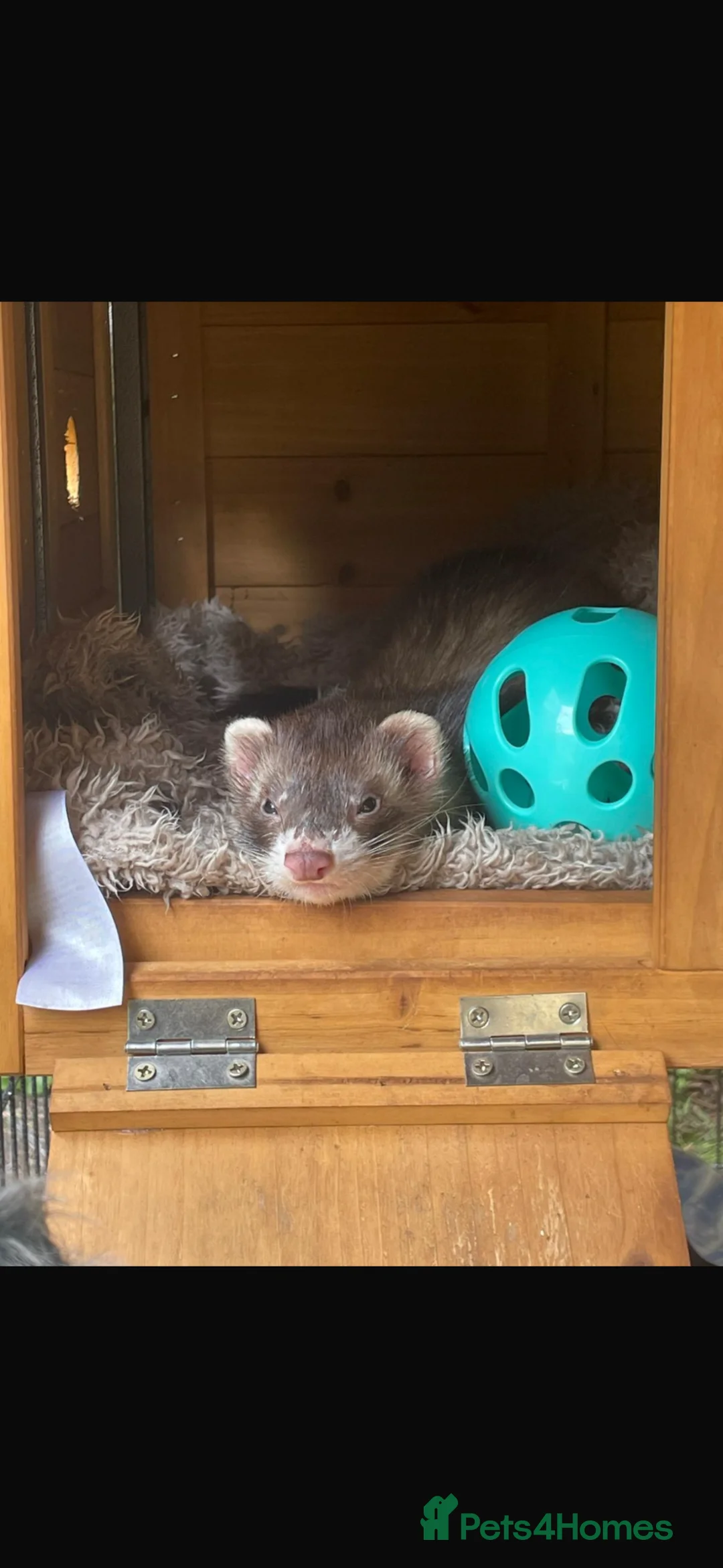 Ferret rodents for sale: Hob free to good home - Advert 1
