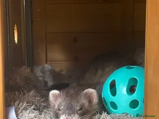 Ferret rodents Hob free to good home - Advert 1