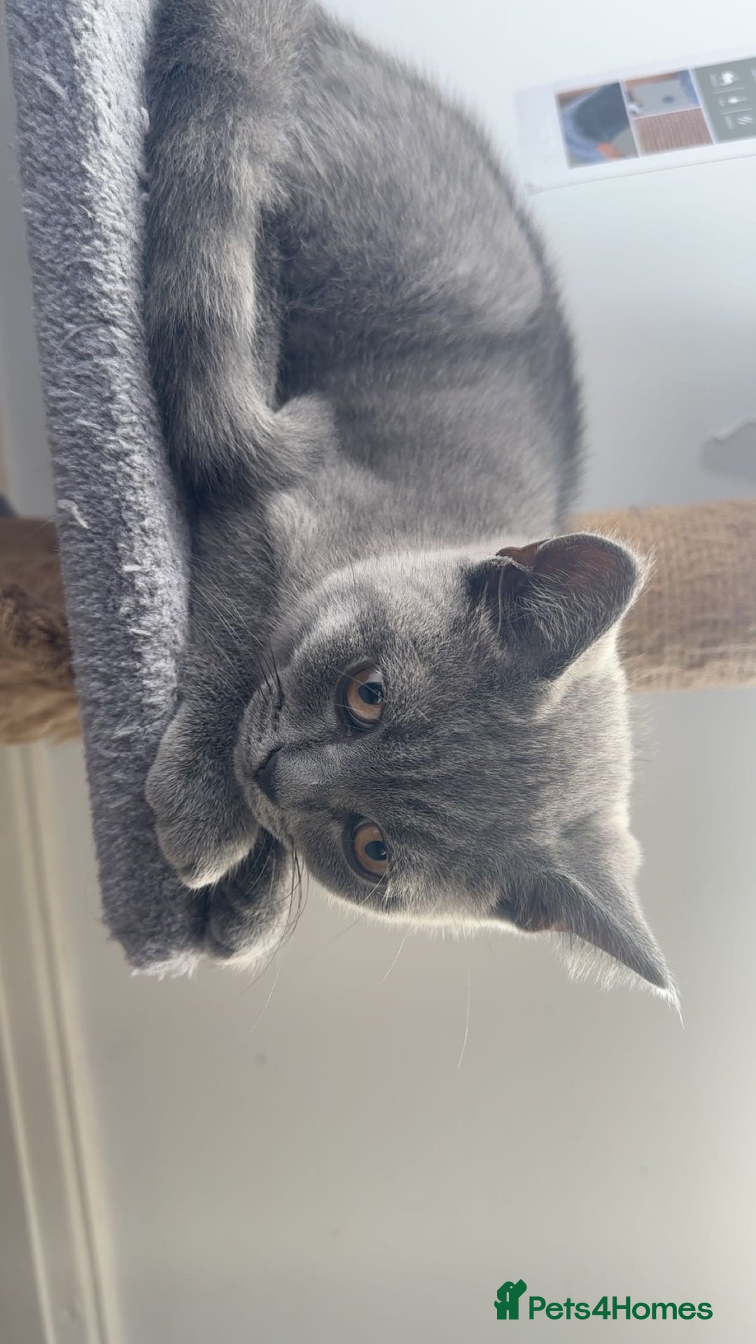 British Shorthair cats for sale: Only 2 Males Left  - Image 2