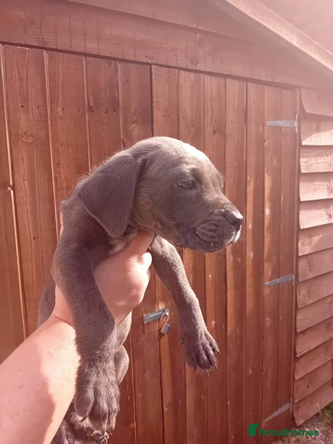 Cane Corso dogs for sale: Blue cane corso puppies - Advert 5